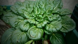 Βιταμίνη Κ: Γιατί είναι απαραίτητη για τους πνεύμονες και πού θα τη βρείτε