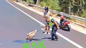 Όρνια καταρρέουν το ένα μετά το άλλο στην εθνική οδό - Φωτογραφίες