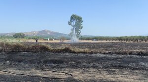 «Στάχτη κι αποκαΐδια» το χωράφι στον Πύργο μετά την πυρκαγιά- Φωτογραφίες