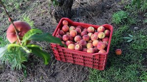 Οι Έλληνες παραγωγοί αναζητούν εργάτες γης στην Ασία!