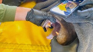 Καλιφόρνια: Αρκούδα με παρατσούκλι «Χανκ το τανκ» συλλαμβάνεται μετά από 21 διαρρήξεις σε σπίτια