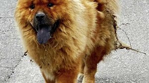 Φρίκη: Έριξαν καυστικό υγρό στην πλάτη ενός αδέσποτου