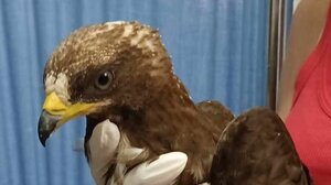 Κρήτη: Πυροβόλησαν ένα σφηκιαράκι- Δε θα καταφέρει να πετάξει για Αφρική