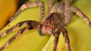 Γιατί οι επιστήμονες λένε ότι πρέπει να αρχίσουμε να μετράμε αράχνες