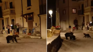 Ιταλία: Πυροβόλησαν και σκότωσαν τη διάσημη αρκούδα Amarena