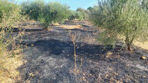 2 στρέμματα έγιναν στάχτη στη Γαρίπα