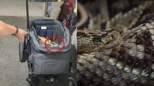 Τενεσί: Βρήκαν δηλητηριώδες φίδι στο καρότσι του μωρού τους!