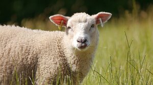 Πρόβατα "εισέβαλαν" σε θερμοκήπιο και έφαγαν 100 κιλά χασίς 