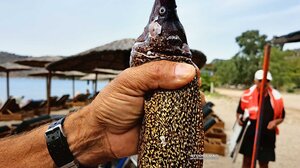 Σμέρνα μήκους ενάμισι μέτρου έπιασε ερασιτέχνης ψαράς στο Ναύπλιο