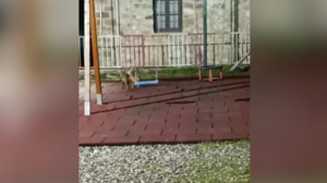 Αλεπούδες κόβουν βόλτες σε μαγαζί της Κόνιτσας και παίζουν στις κούνιες