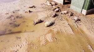 Κακοκαιρία Daniel: Πλημμυρισμένες παραμένουν περιοχές της Θεσσαλίας – Εμβολιασμοί από τον ΕΟΔΥ πόρτα – πόρτα