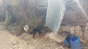 Σκυλιά βρέθηκαν αποστεωμένα και σε ακατάλληλες συνθήκες διαβίωσης! Δείτε φωτογραφίες!