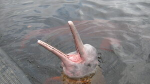 Στην ξηρασία και τις υψηλές θερμοκρασίες ενδέχεται να οφείλεται ο θάνατος δεκάδων δελφινιών στον Αμαζόνιο