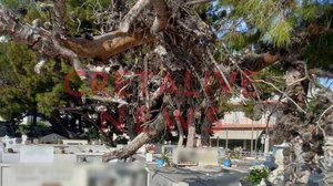 Ξεκινούν άμεσα οι κοπές δέντρων στον Άγιο Κωνσταντίνο- Δείτε φωτογραφίες