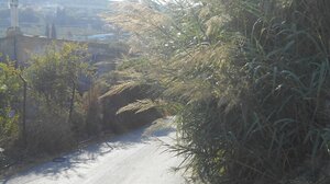 Αγριόχορτα και καλάμια "έκρυψαν" το δρόμο- «Μπαλάκι» οι ευθύνες για τον καθαρισμό του