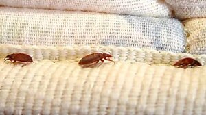 Κοριός τσίμπησε μωράκι 5 μηνών – Γέμισε με κόκκινα εξανθήματα