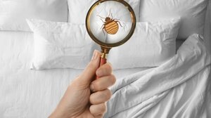 Ανθεκτικοί στα εντομοκτόνα οι κοριοί - Έρευνα του ΙΤΕ αποκαλύπτει