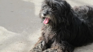 Τον κατήγγειλαν ότι μαχαίρωσε το σκυλάκι του - "Πέθανε από τύφο", απαντάει ο ίδιος