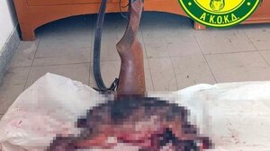 Πιάστηκαν στα πράσα με νεκρό λαγό στα χέρια- Ποινική δίωξη και πρόστιμο