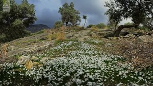 Ένα χαλί με ανθισμένα μανουσάκια στις παρυφές του Ψηλορείτη