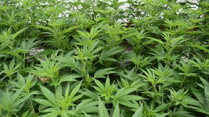 Κατασχέθηκε στο λιμάνι του Πειραιά πάνω από μισός τόνος κάνναβης