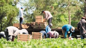 Εργάτες γης με 39 ευρώ τη μέρα κι επιδότηση ασφαλιστικών εισφορών