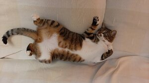 Τουρίστες "επικήρυξαν" τον κυνηγό που σκότωσε τη γάτα τους