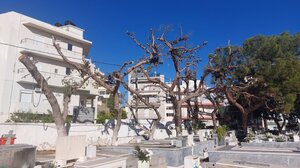 Κόβονται δέντρα στο νεκροταφείο του Αγίου Κωνσταντίνου- Δείτε φωτογραφίες