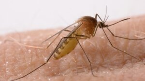 Εγκρίθηκε στις ΗΠΑ το 1ο εμβόλιο κατά του ιού τσικουνγκούνια