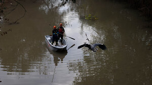 Πηνειός: Επιχείρηση της Πυροσβεστικής με πλωτό μέσο για τη διάσωση πτηνού