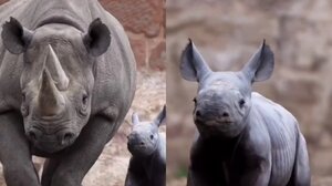 Ελπίδες για διάσωση του βόρειου λευκού ρινόκερου 