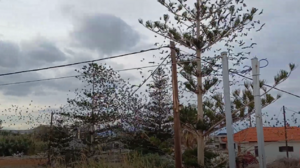 Ο χορός των πουλιών γύρω από μία αροκάρια…Δείτε βίντεο!