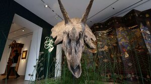 Γαλλία: Σε δημοπρασία το κρανίο Τρικεράτωπα που έζησε πριν από 68 εκατομμύρια χρόνια