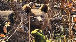 Κρέας...αρκούδας θα διατίθεται προς πώληση στη Σλοβακία
