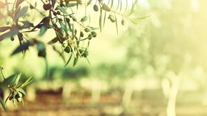 Παρεμβάσεις της ΚΟ Λασιθίου του ΚΚΕ για τα προβλήματα των ελαιοπαραγωγών της Σητείας