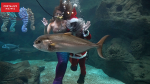 Ο Άγιος Βασίλης, η γοργόνα και μία.. άτακτη χελώνα στο Ενυδρείο Κρήτης! Δείτε βίντεο!