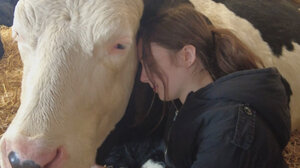 «Αισθάνεστε αγχωμένοι; Αγκαλιάστε μια αγελάδα» προτείνει φάρμα στην Αγγλία