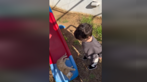 Μπόμπιρας vs γάτας για την τσουλήθρα: "Είναι άδικο, είναι η σειρά μου!"