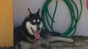 Αράχωβα: Θέμα χρόνου οι απαντήσεις για τον θάνατο του χάσκι – Η διχογνωμία κτηνιάτρου και αστυνομίας