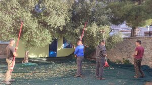 Οι μαθητές ράβδισαν τις ελιές ... για καλό σκοπό!