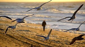 ΕΟΕ: Εγκληματική αδιαφορία του ΥΠΕΝ σε επιστημονικά δεδομένα που αφορούν απειλούμενα είδη