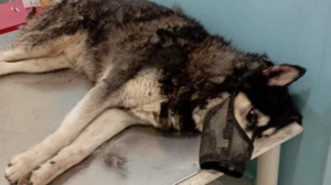 Αράχωβα: Θύμα αγέλης σκύλων έπεσε ο Όλιβερ!