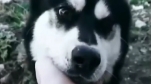 Αράχωβα: Νέα στοιχεία στο φως για τον θάνατο του χάσκι