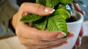 Με αυτό το τρόπο θα προστατέψεις τα φυτά σου από την παγωνιά!