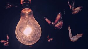 Γιατί τα έντομα λατρεύουν το τεχνητό φως