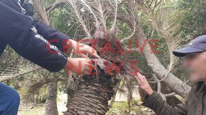 Η ένωση δυνάμεων ... η μόνη λύση για το Φοινικόδασος στο Βάι