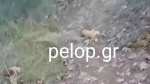 Θανατώθηκαν με φόλες 20 ζώα σε χωριό των Καλαβρύτων