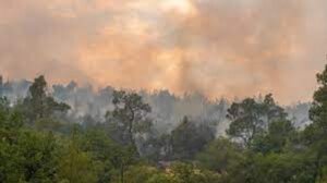 Έβρος: Μελέτη αποκατάστασης των πληγέντων δασικών οικοσυστημάτων