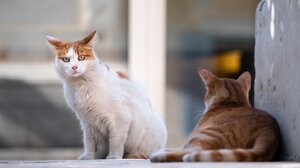 Ηράκλειο: Ζούσε, σε ακατάλληλες συνθήκες, με... 23 γάτες