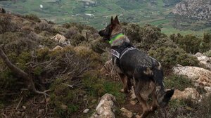 Βρήκαν 80 φόλες στην αποικία των όρνεων στον Γιούχτα!